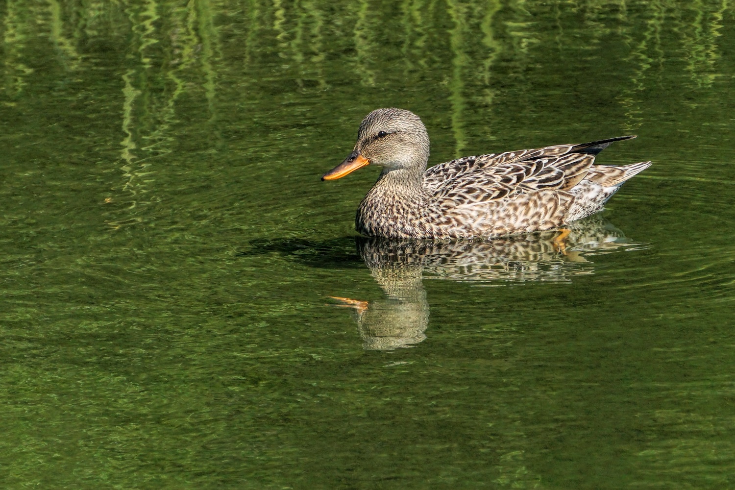 Gadwall Female #1