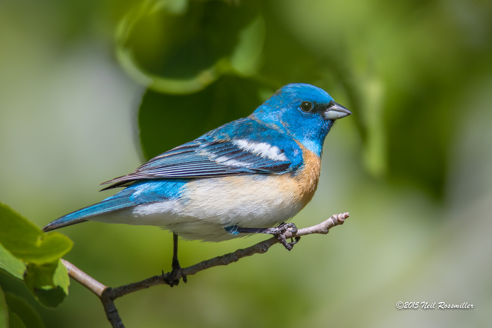 Lazuli Bunting