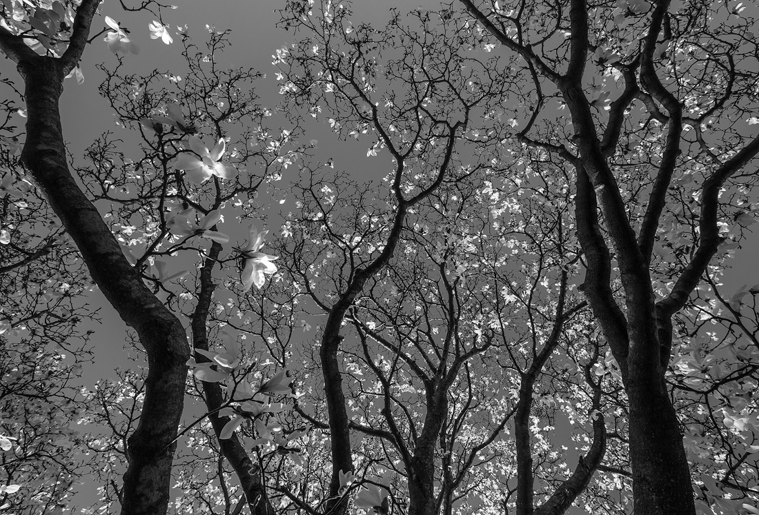 Magnolia Fireflies