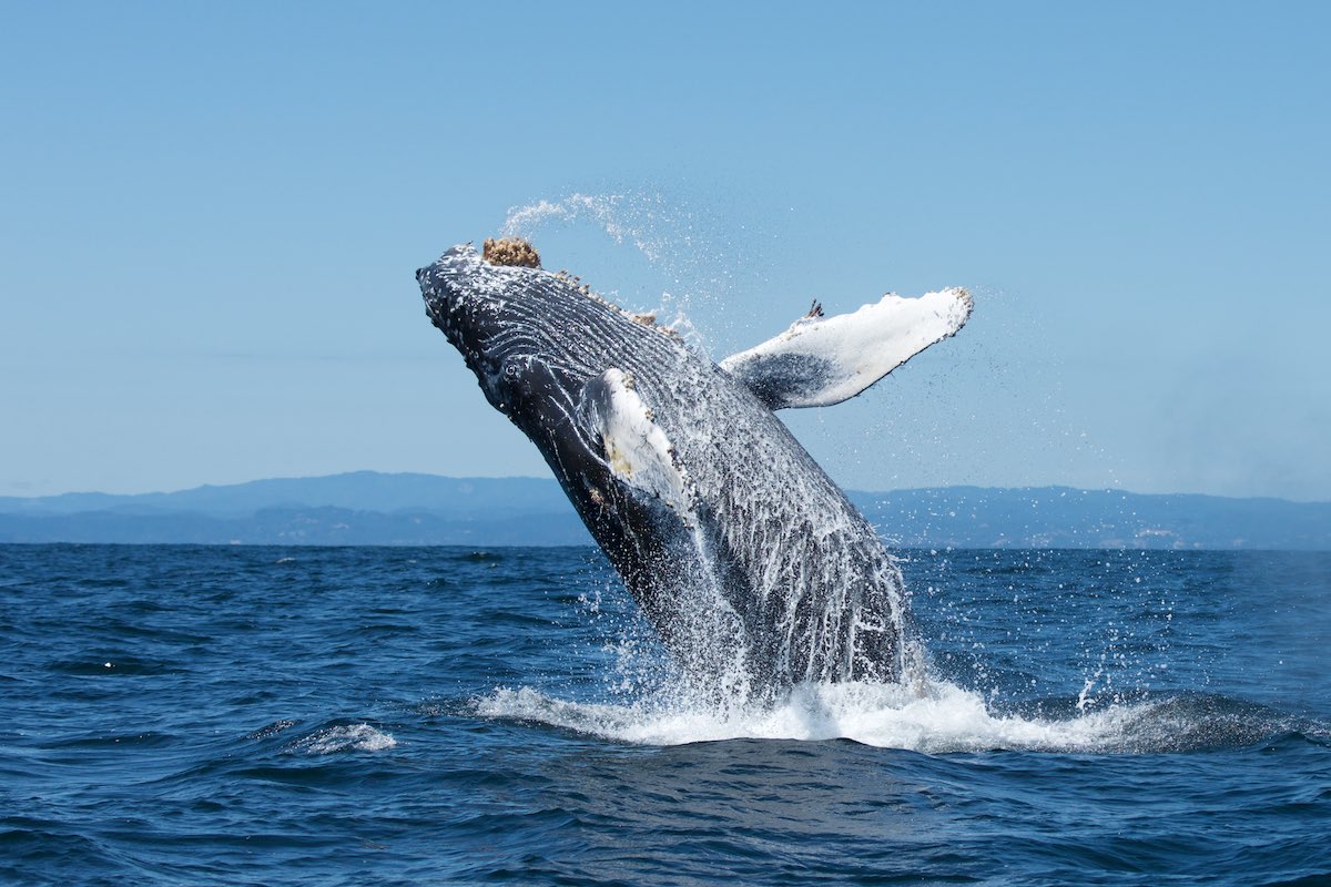 Humpback Whale