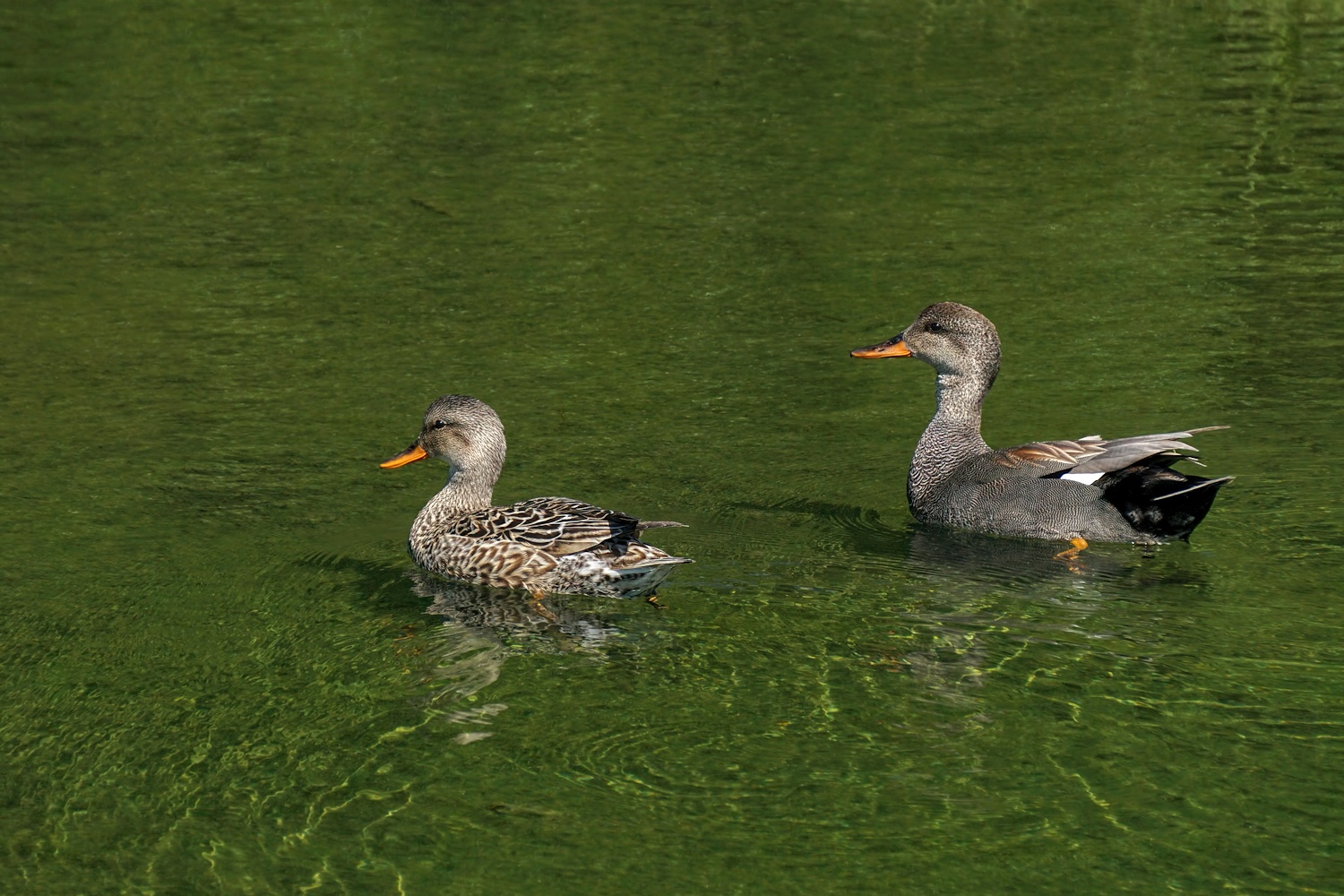 Gadwall Mates