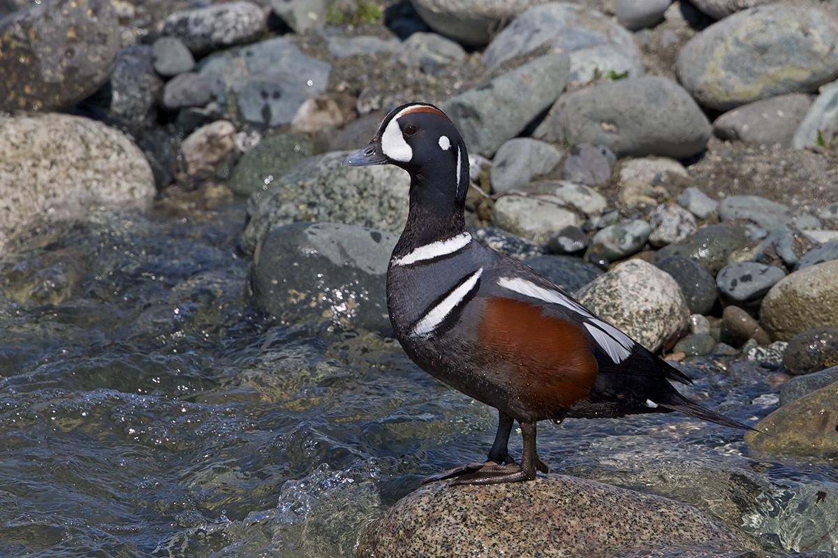 Harlequin Drake