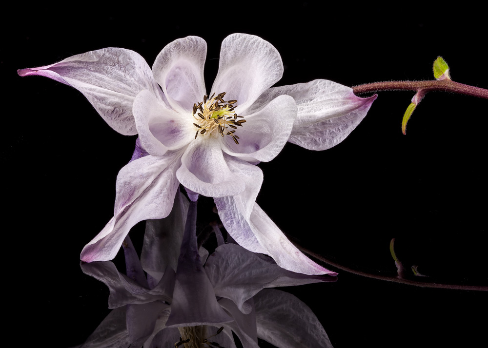 Aquilegia reflection