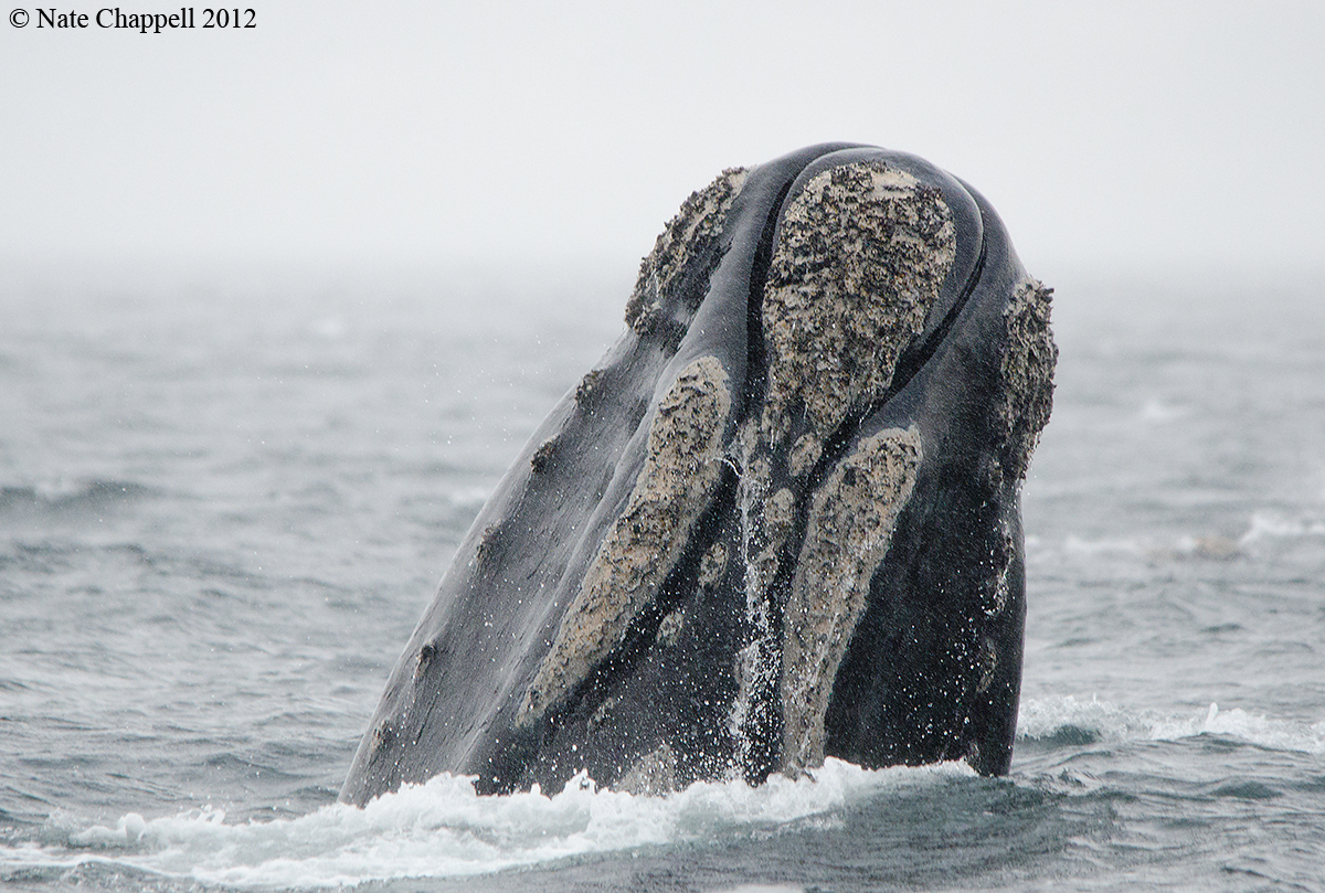 Southern Right Whale