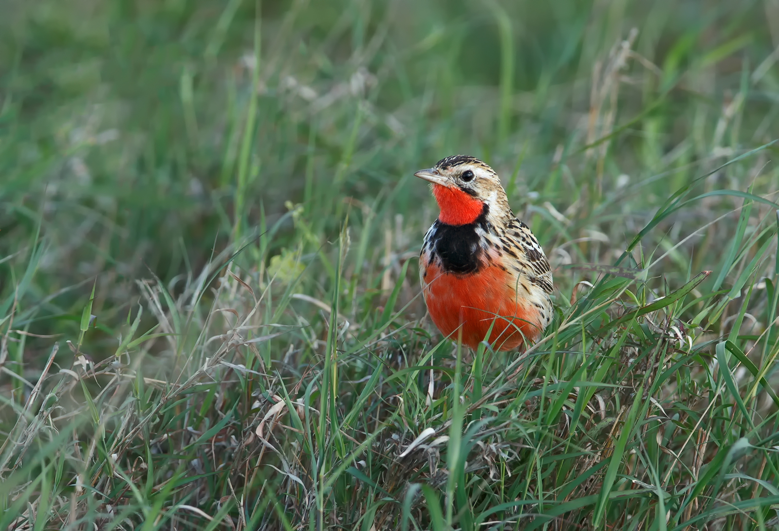 Rosy Breasted Longclaw