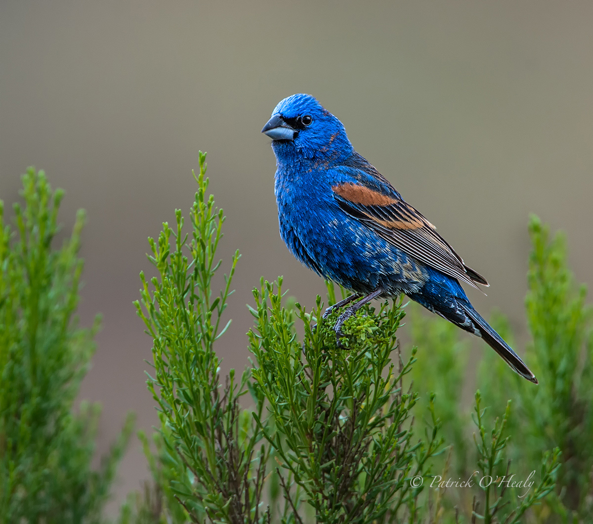 Blue Grosbeak