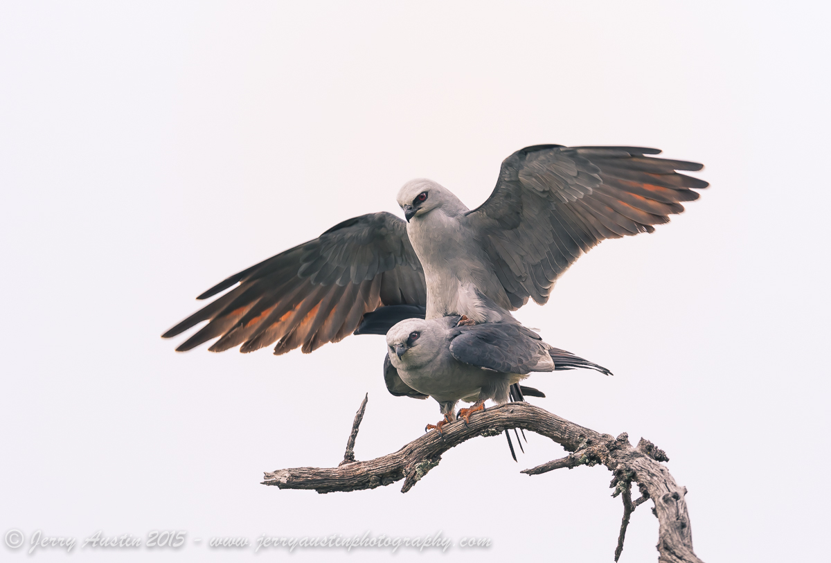 Mississippi Kite Mating 