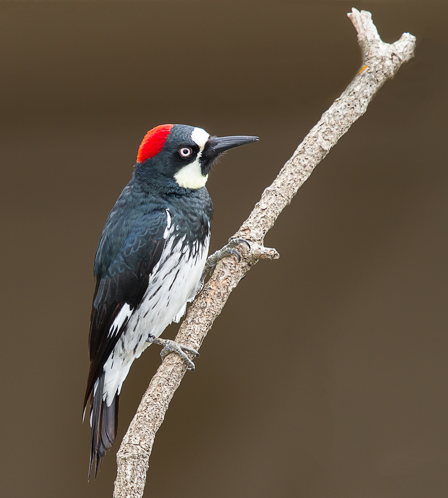 Acorn Woodpecker