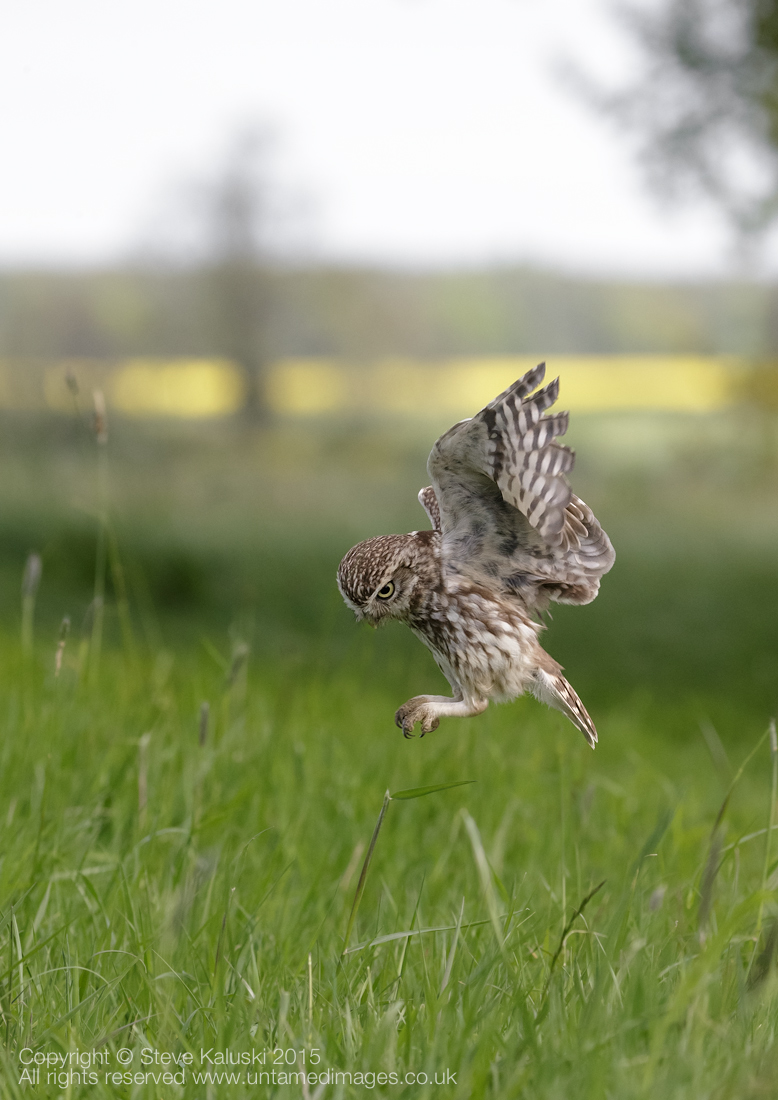 Little owl - Hunting