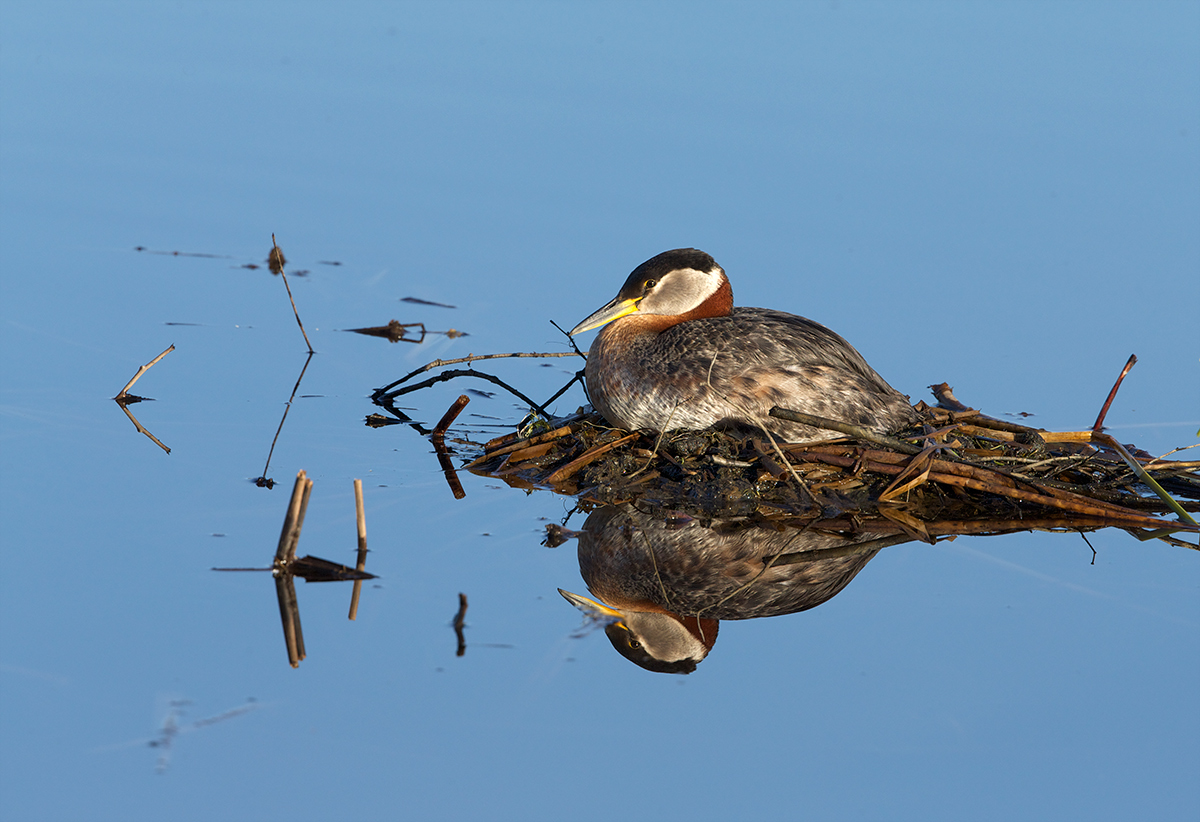 Red-necked Grebe on Eggs