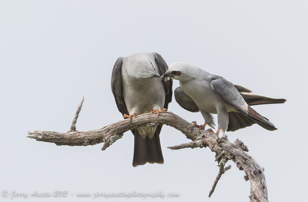 Kite Mating 2