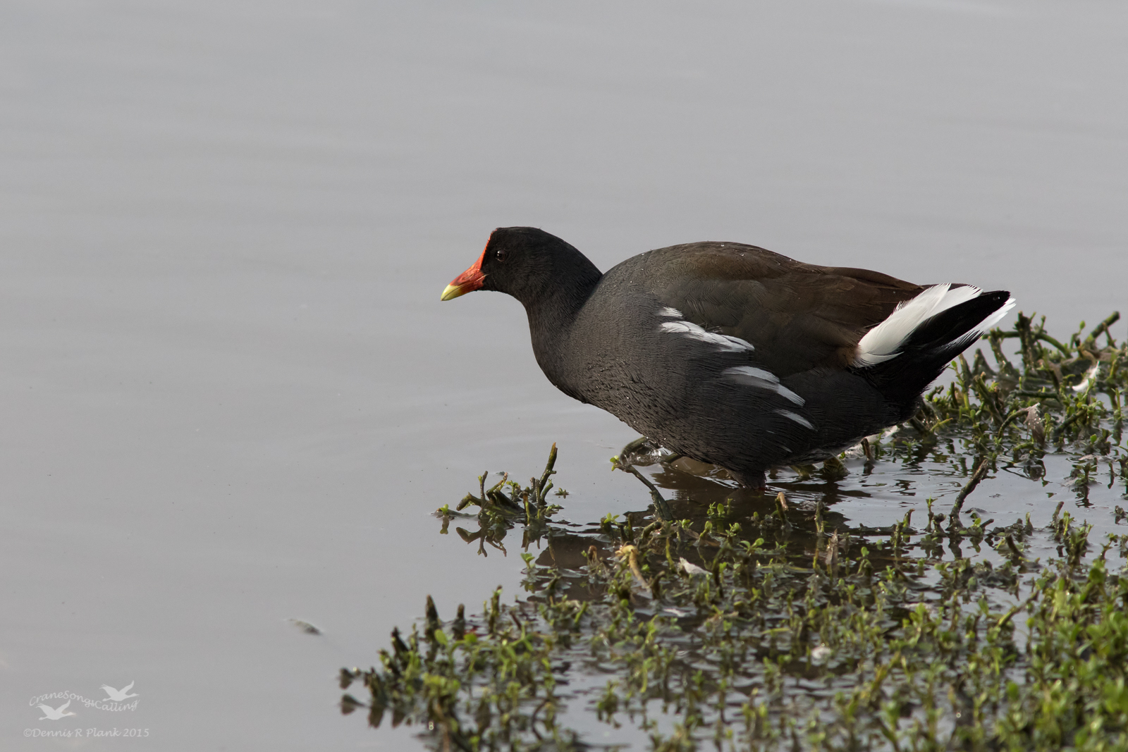 Common Gallinule