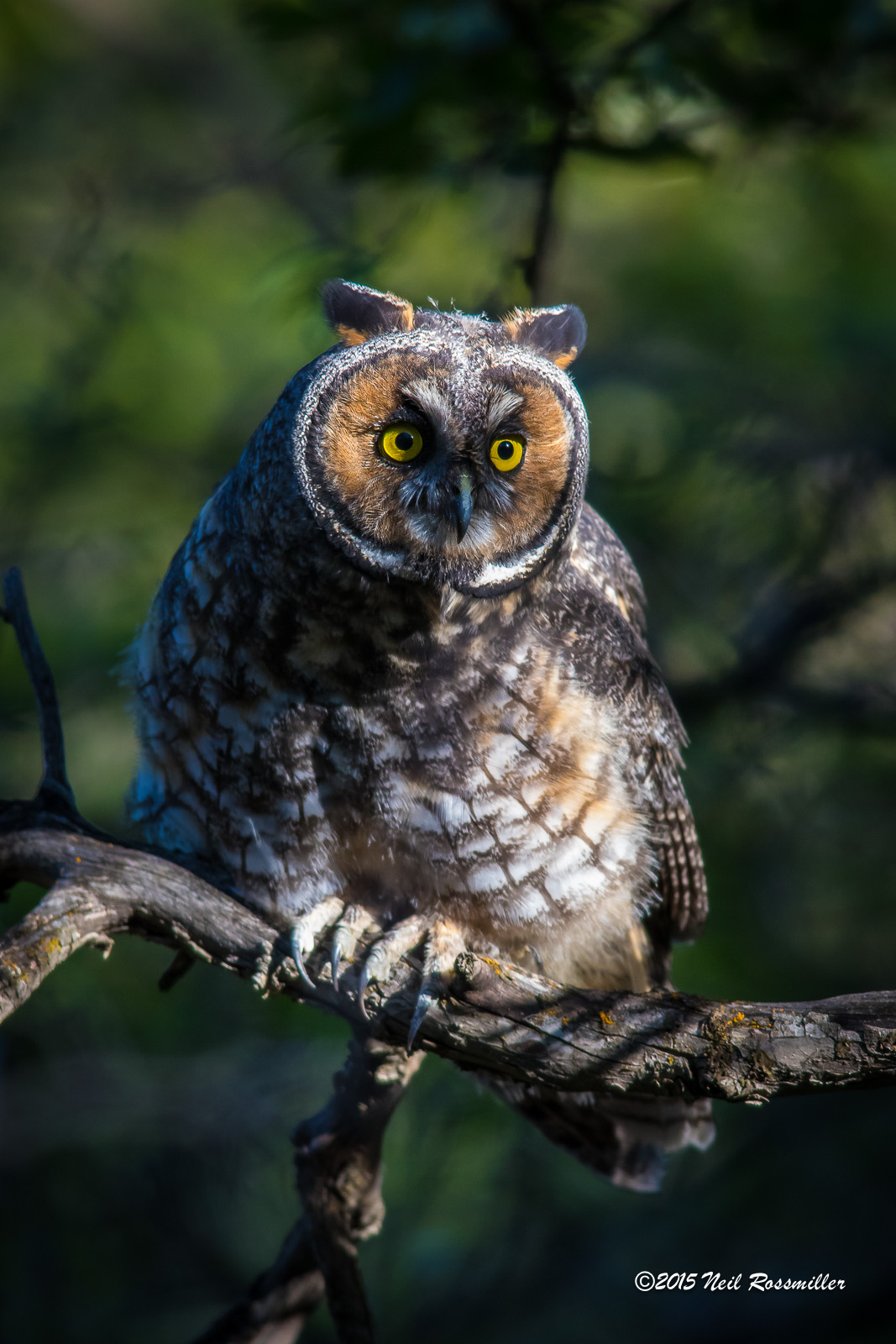Long-eared Owl fledge