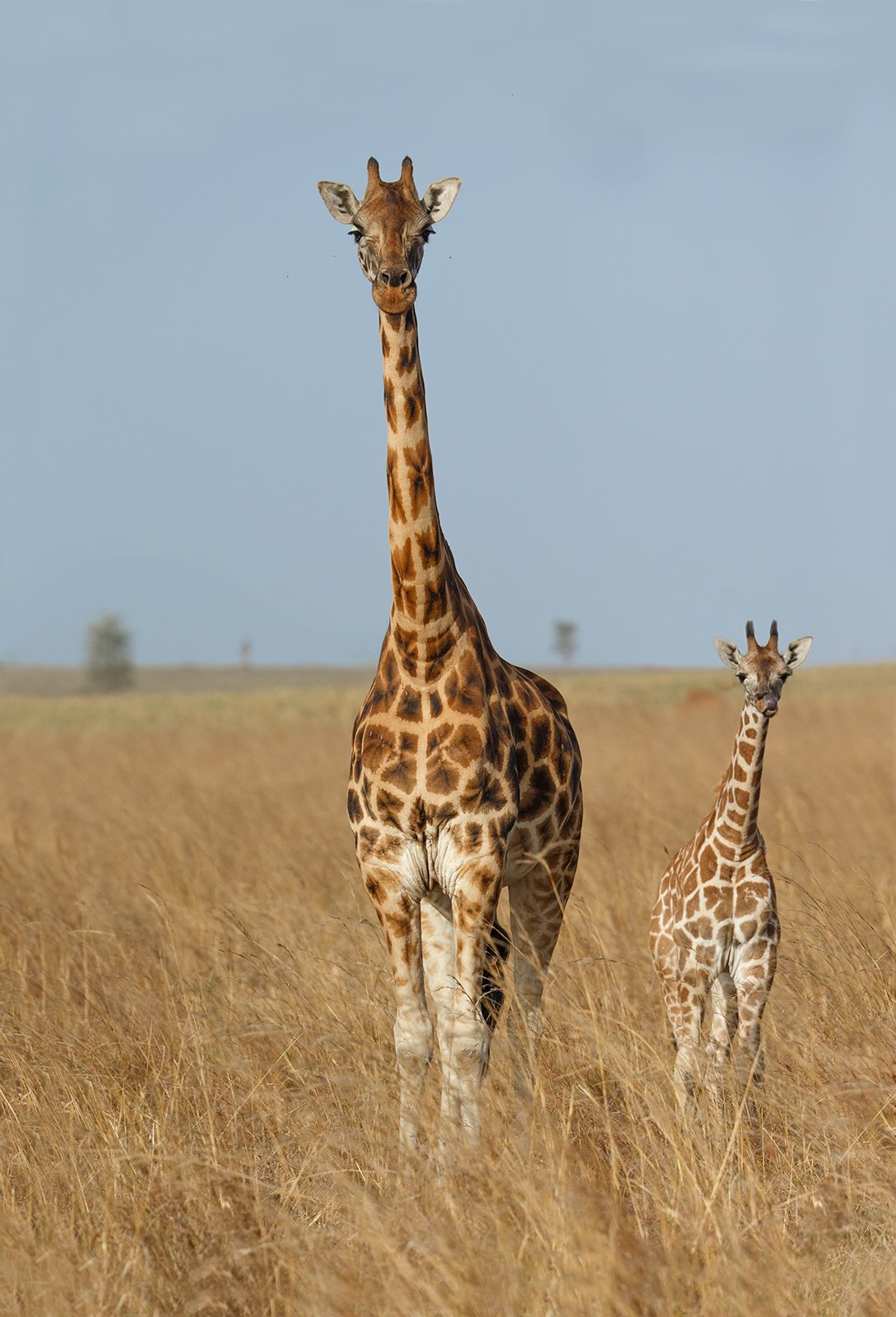 More Kidepo Giraffe
