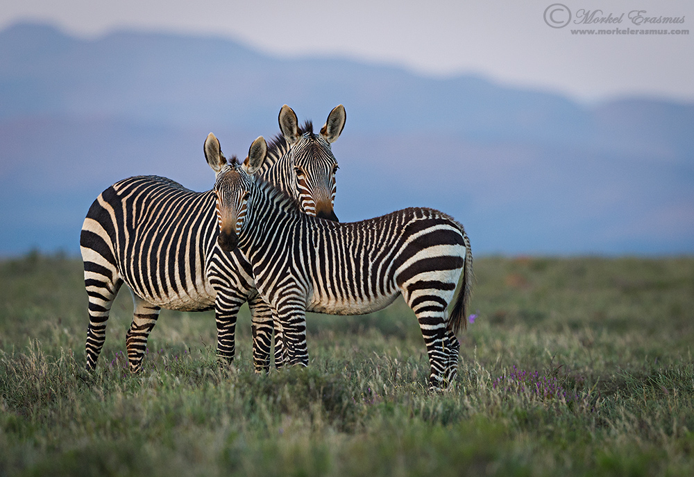 Zebra Huddle