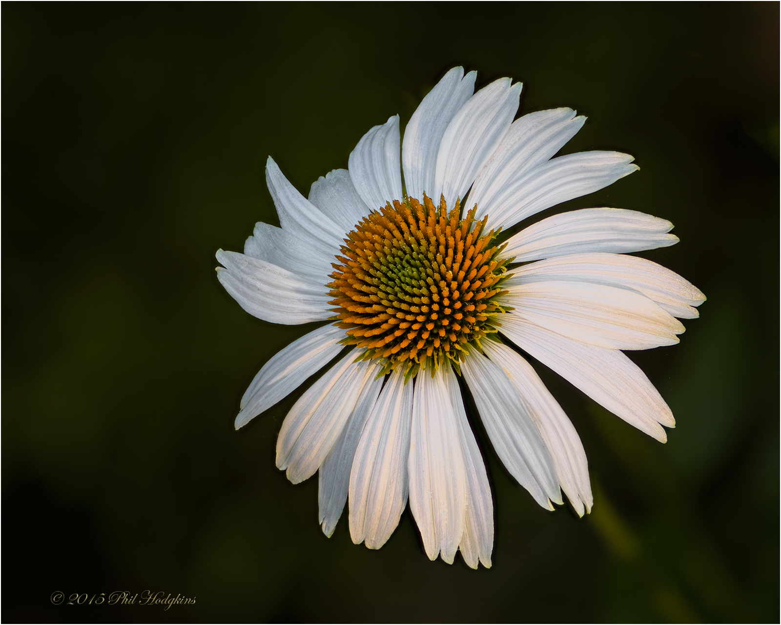 White Coneflower