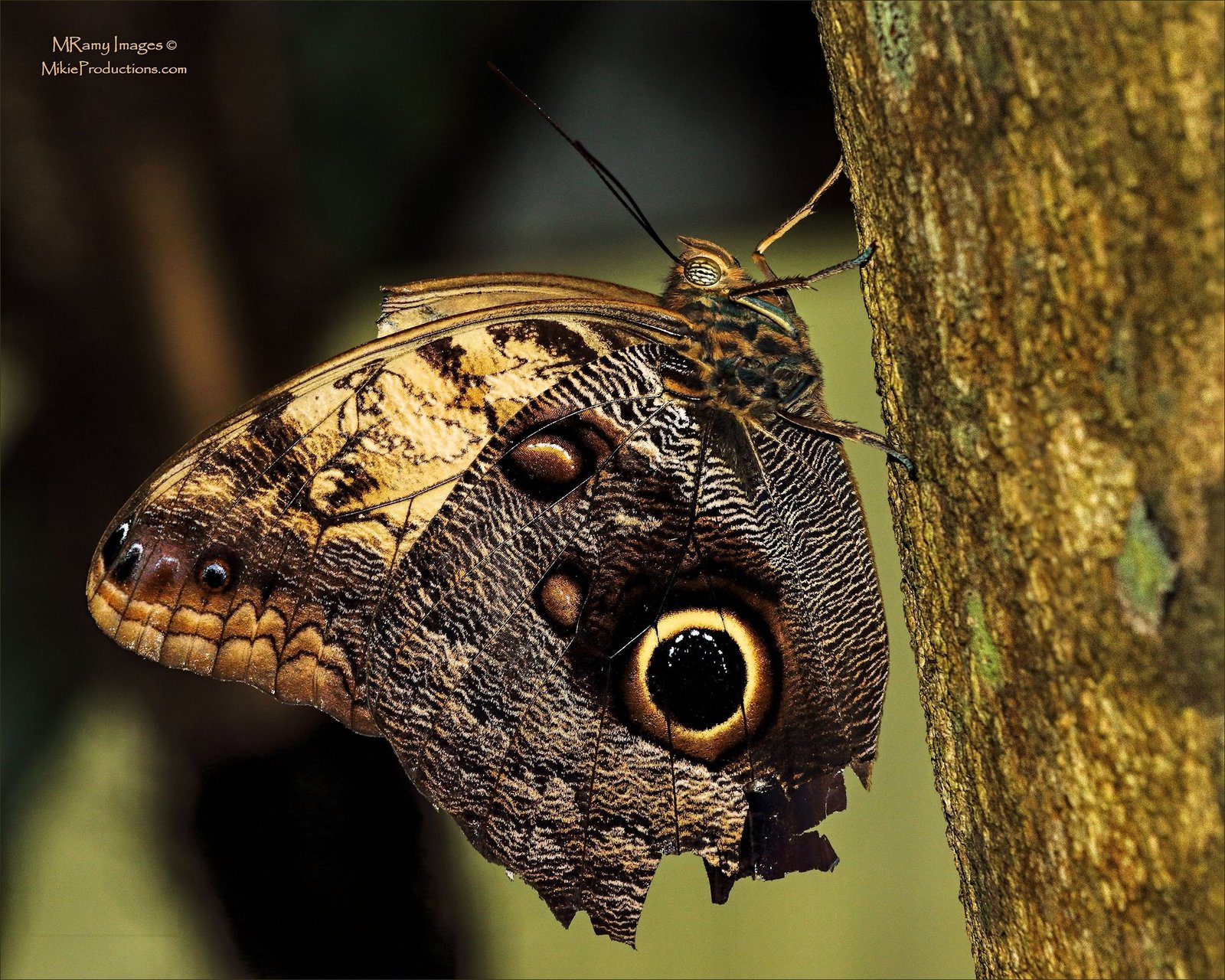 Owl Butterfly