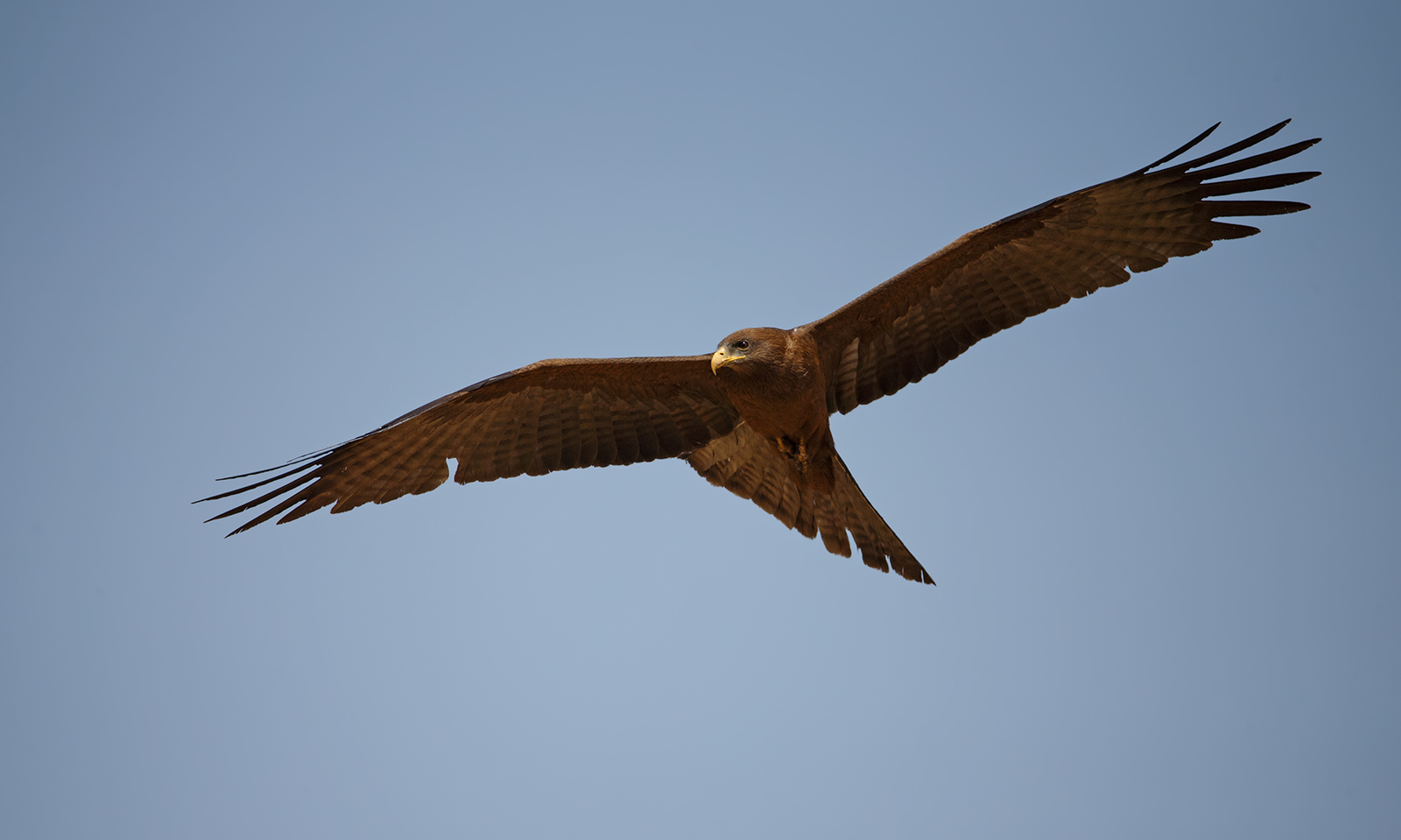 Yellow Billed Kite