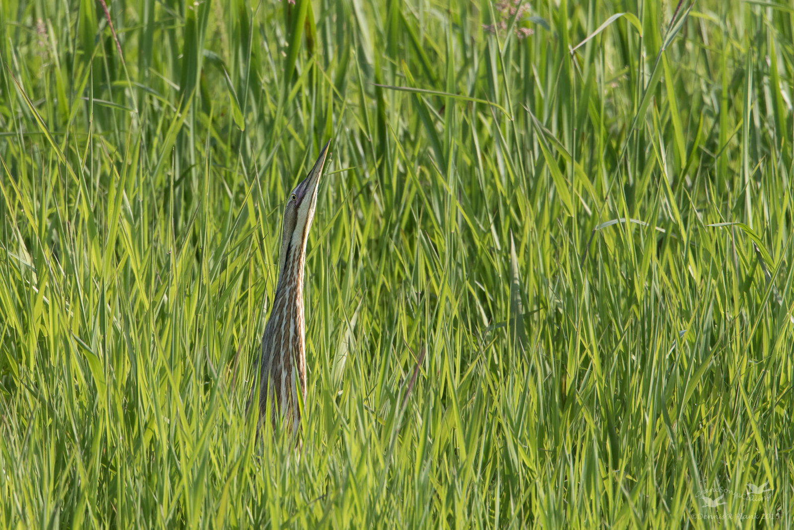 American Bittern
