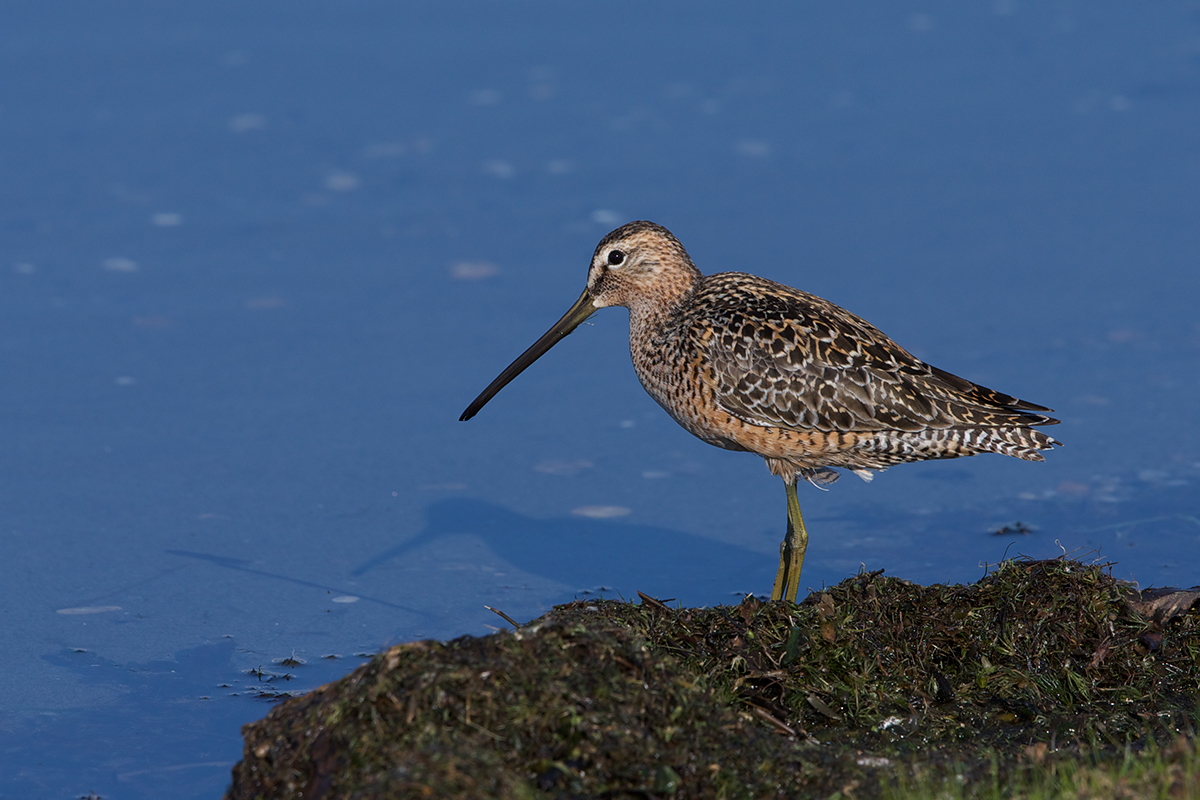 Long-billed Dowitcher