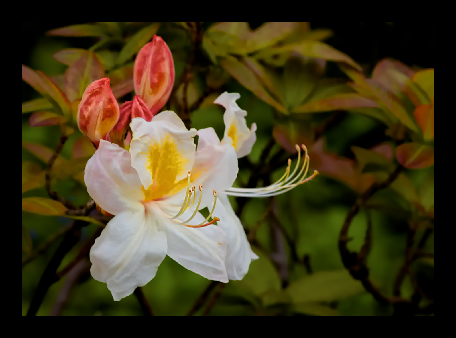 White Azalea