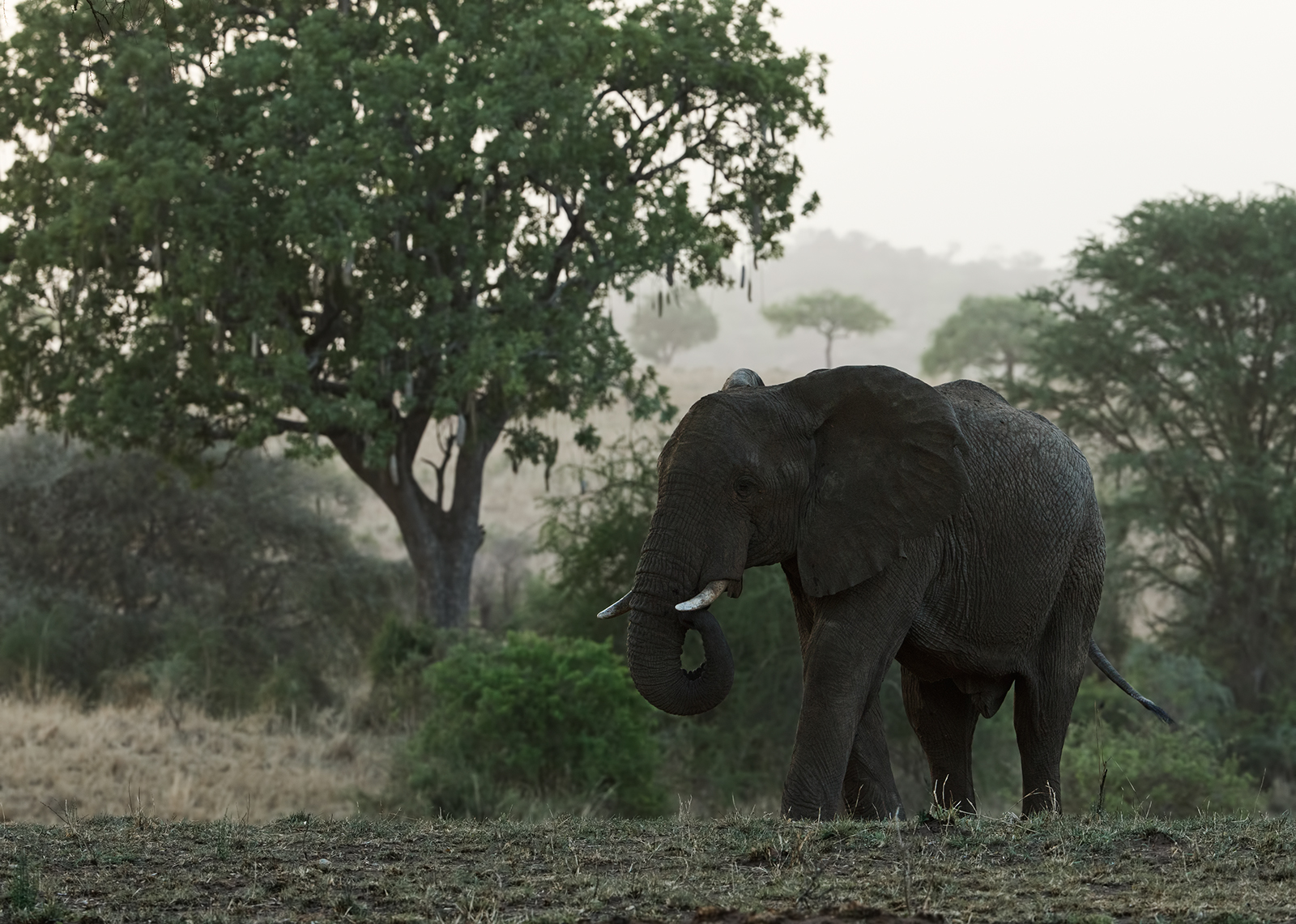 Elephant in the Mist