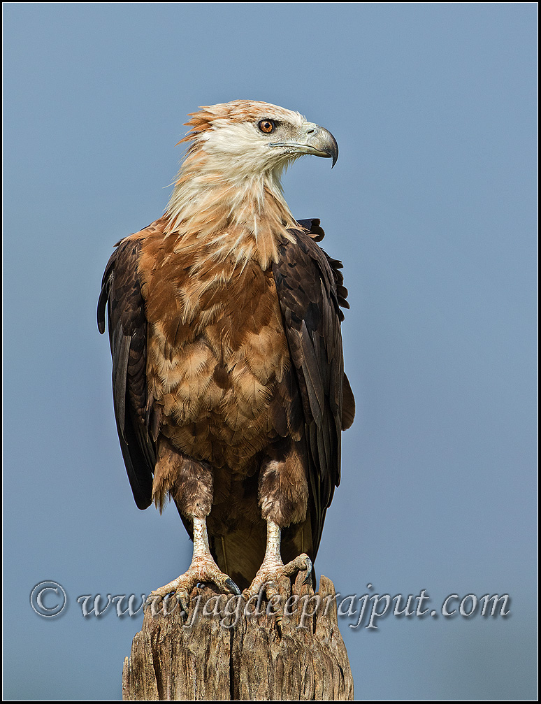 Pallas Fishing Eagle