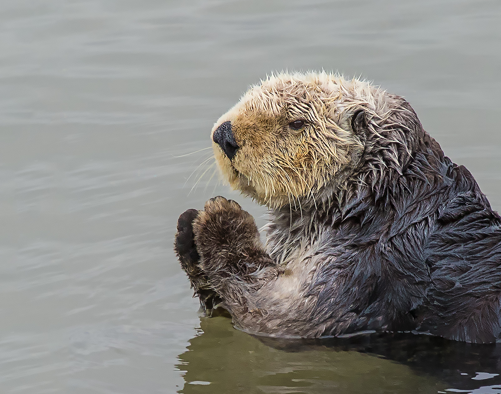 Praying Otter
