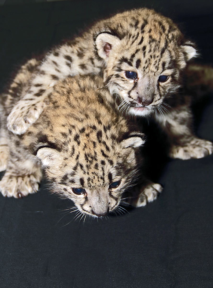 Snow leopard cubs