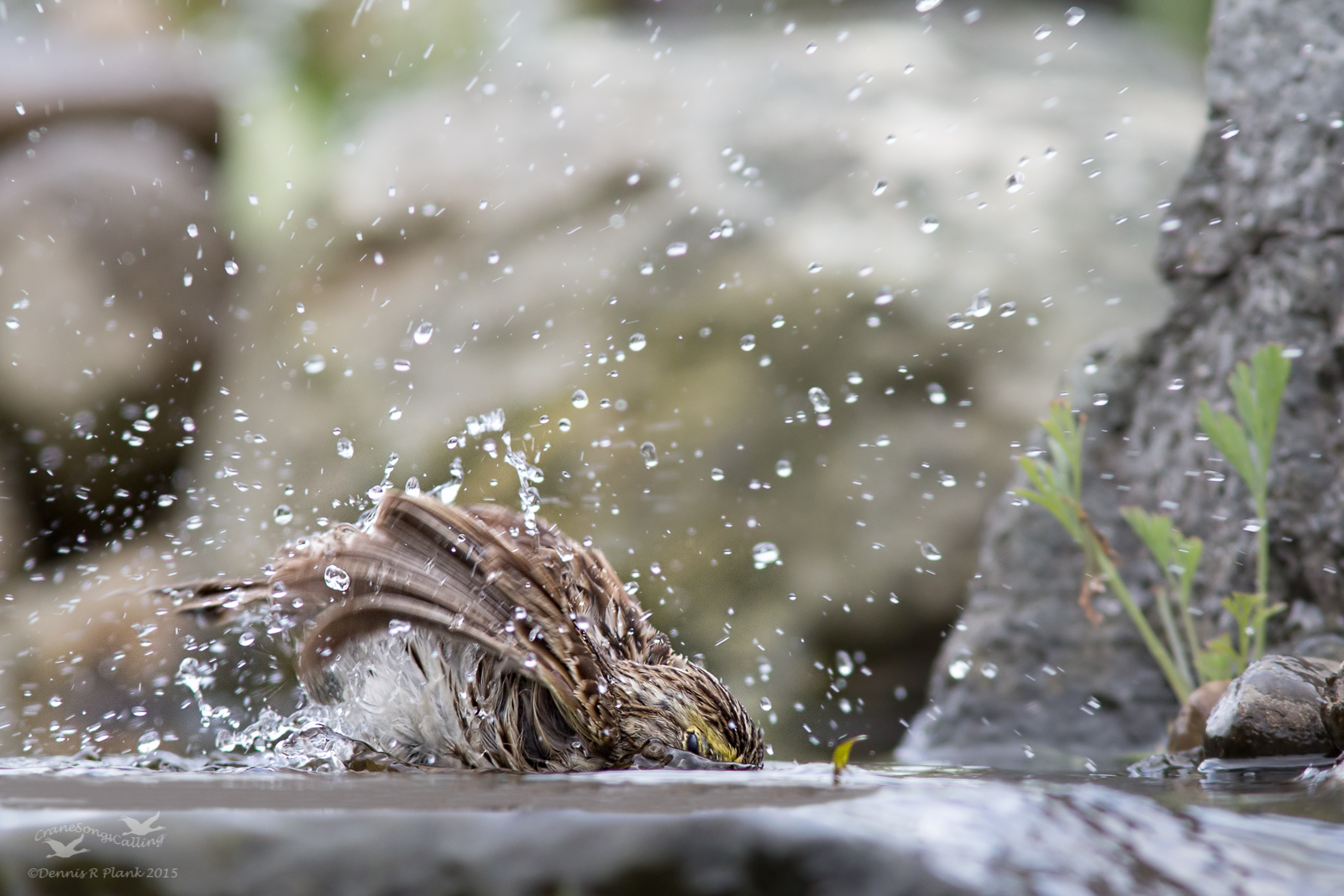 Wash Cycle