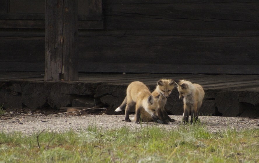 Kits at play
