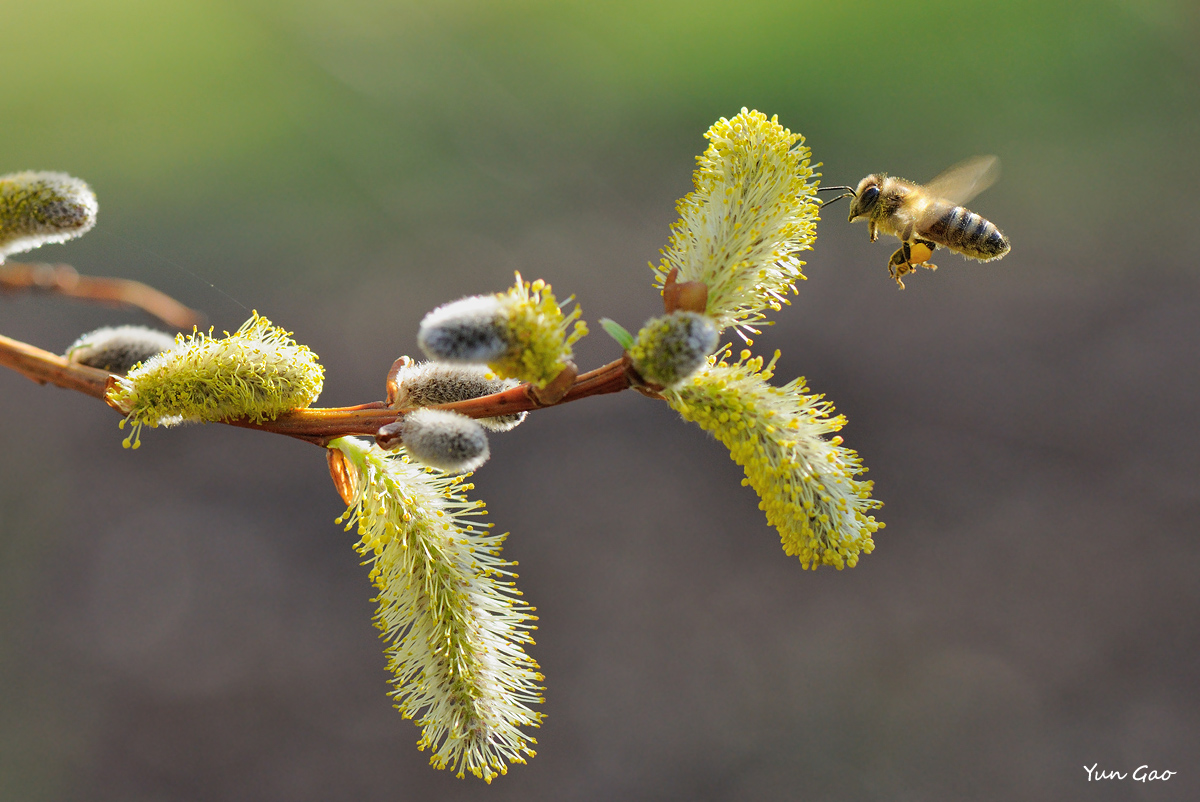 Fly to the spring+repost