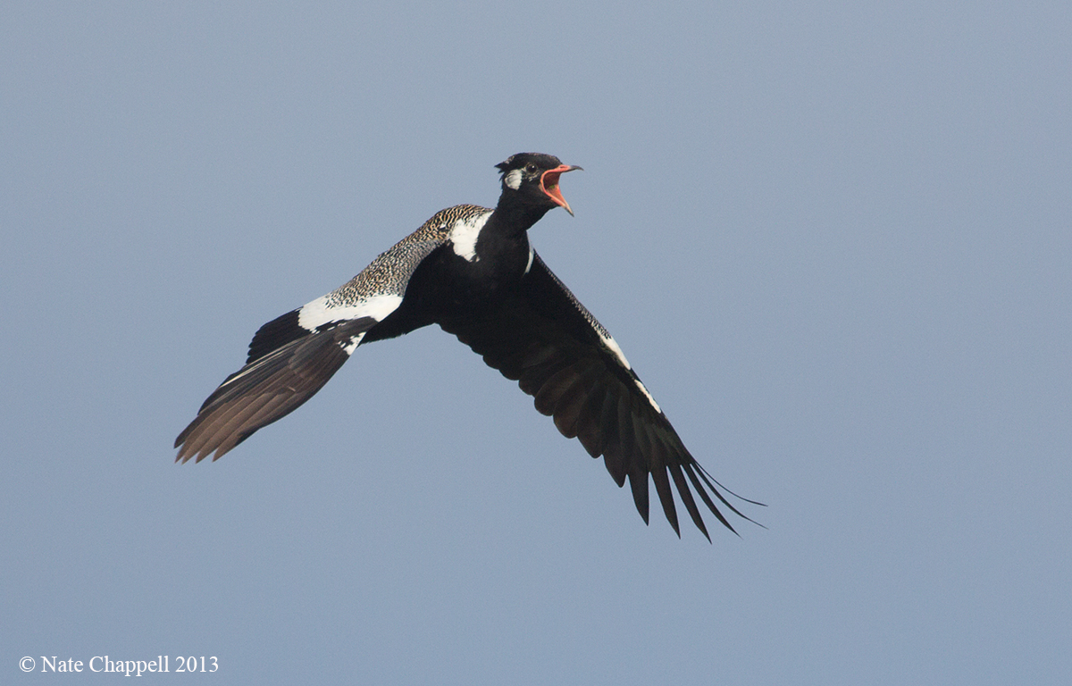 Southern Black Korhaan