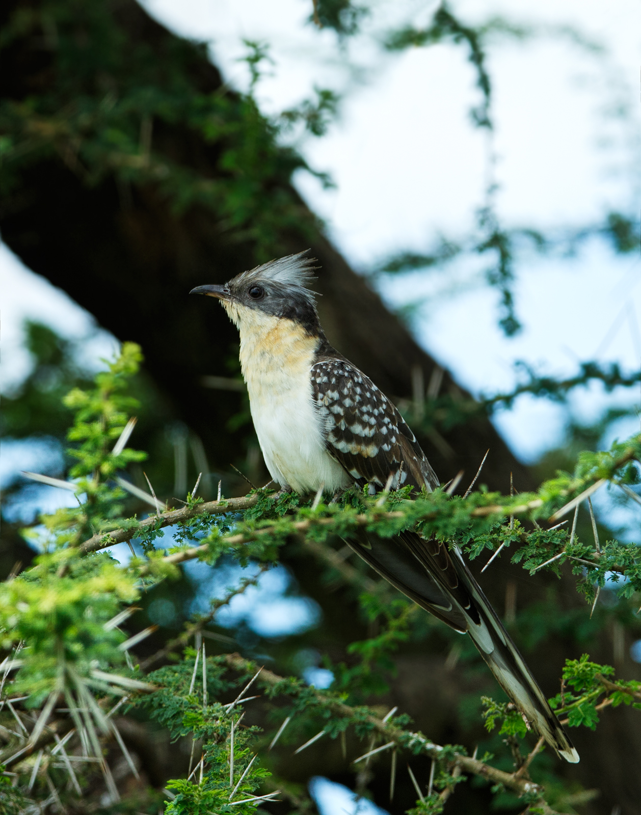 Greater Spotted Cuckoo