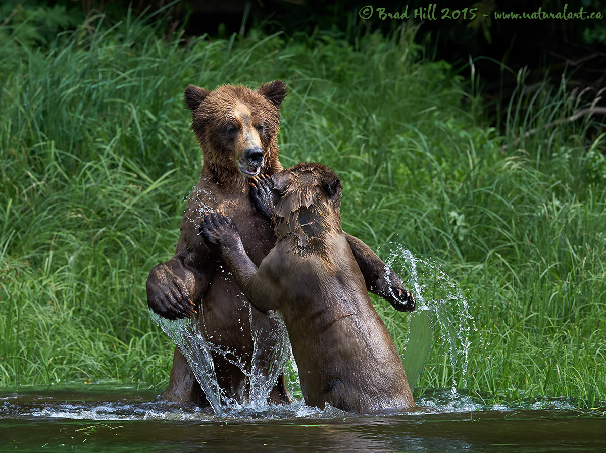 Sibling Rivalry?