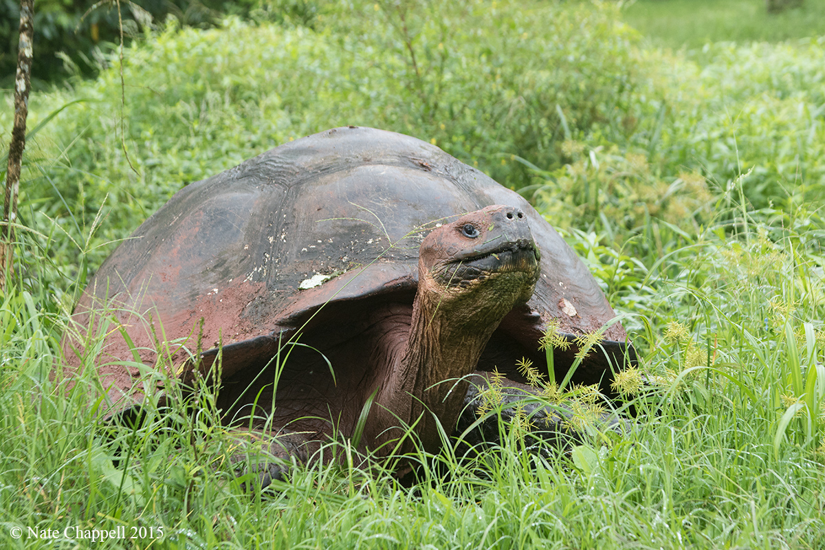 Galapagos Tortoise