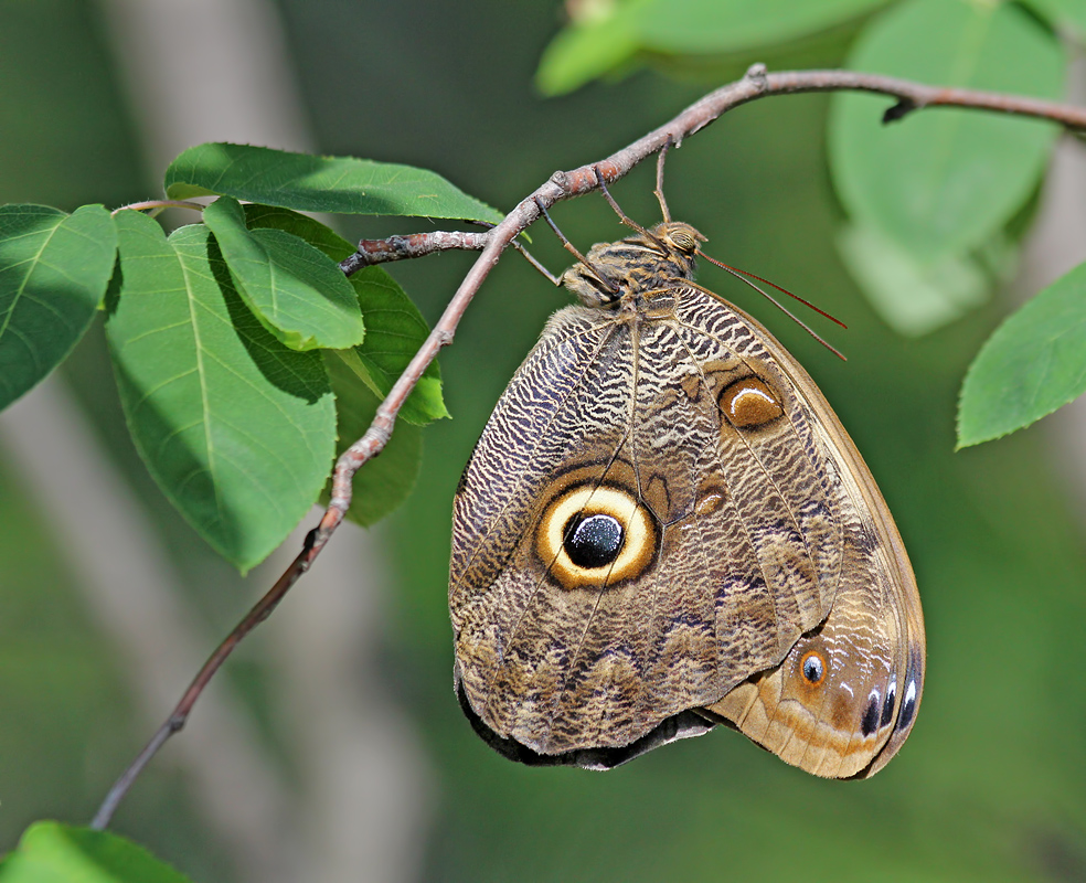 Owl Butterfly