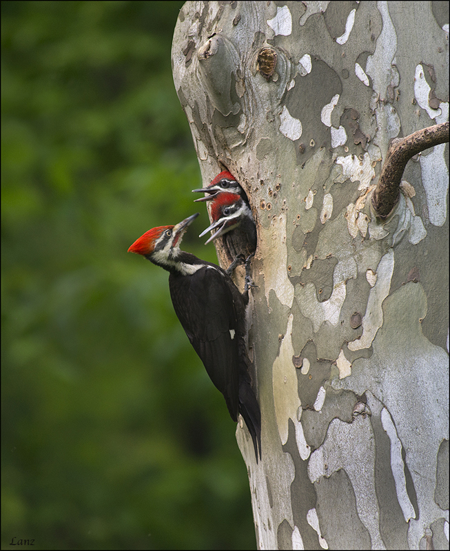 Nesting Pilated WPs