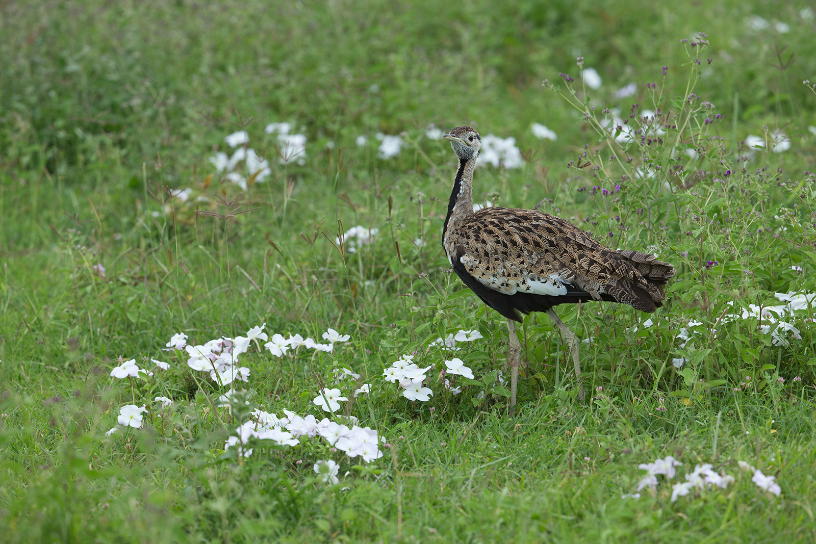 Black Bellied Bustard