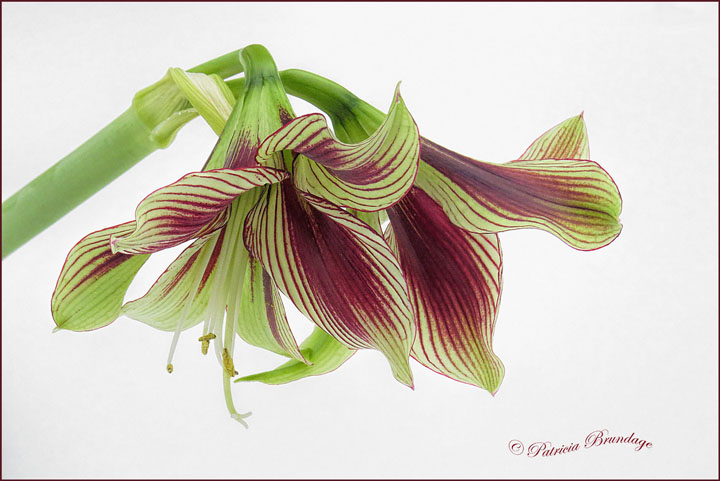 Amaryllis