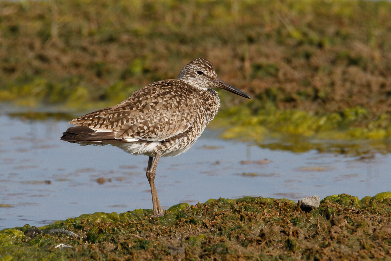 Willet at sun down