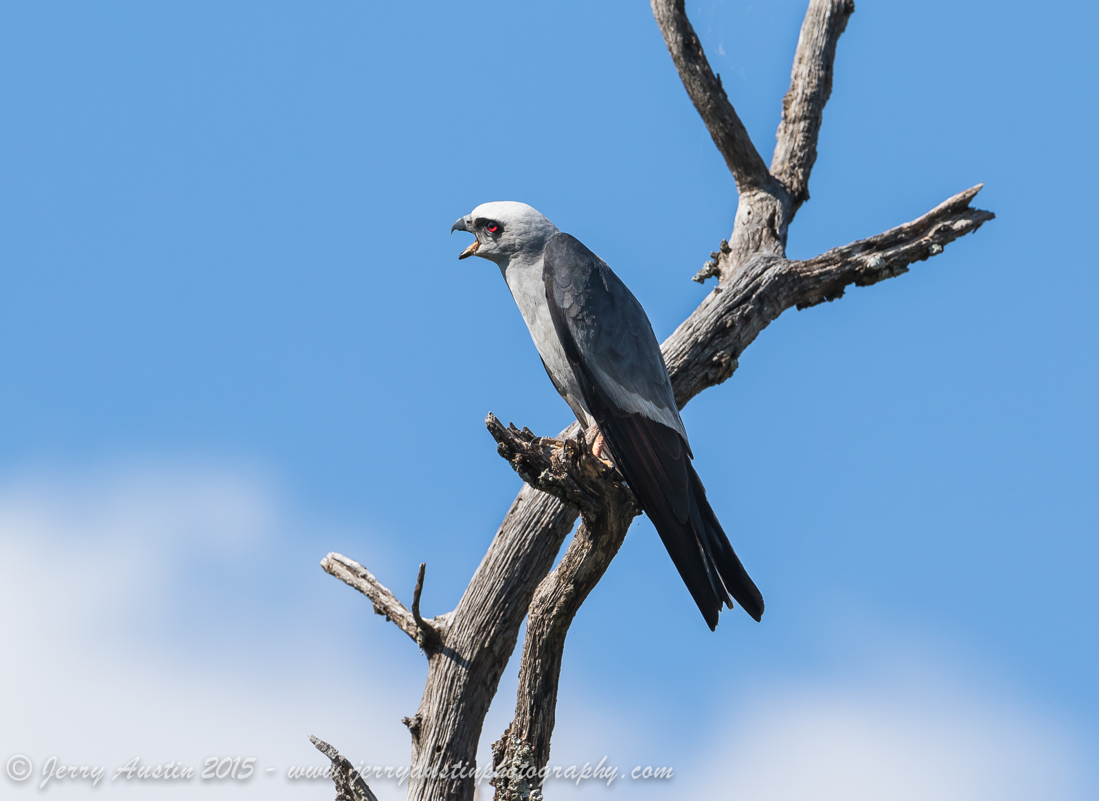 Male Mississippi Kite