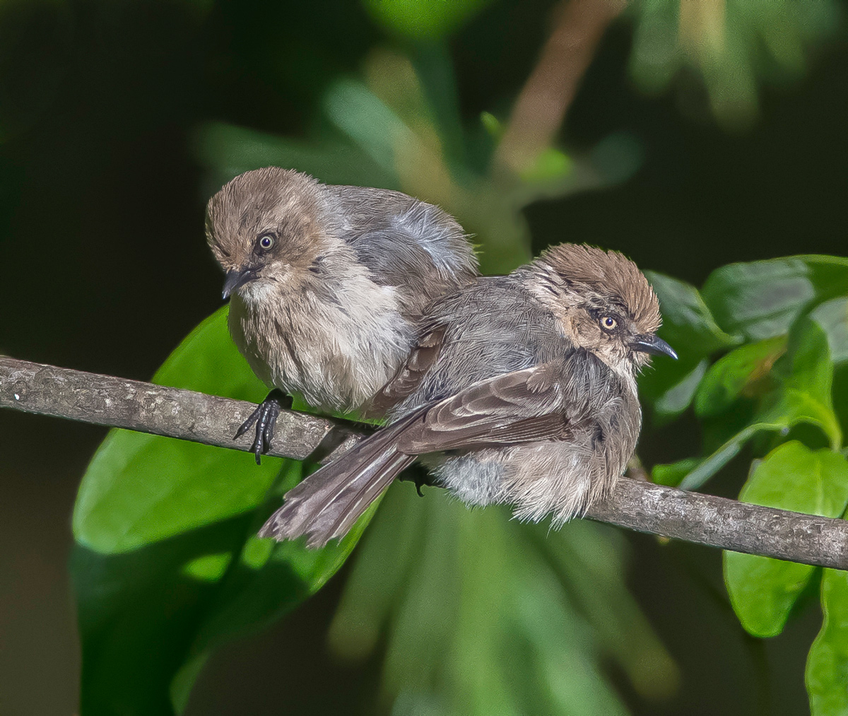 Bushtits in a Dogwood