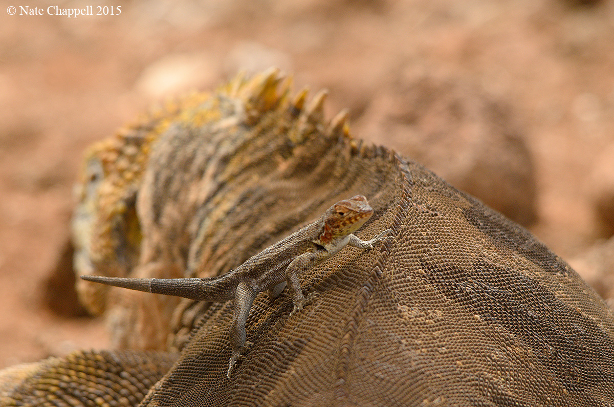 Galapagos Lizards