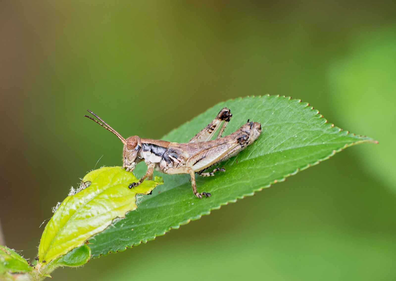 Grasshopper Nymph