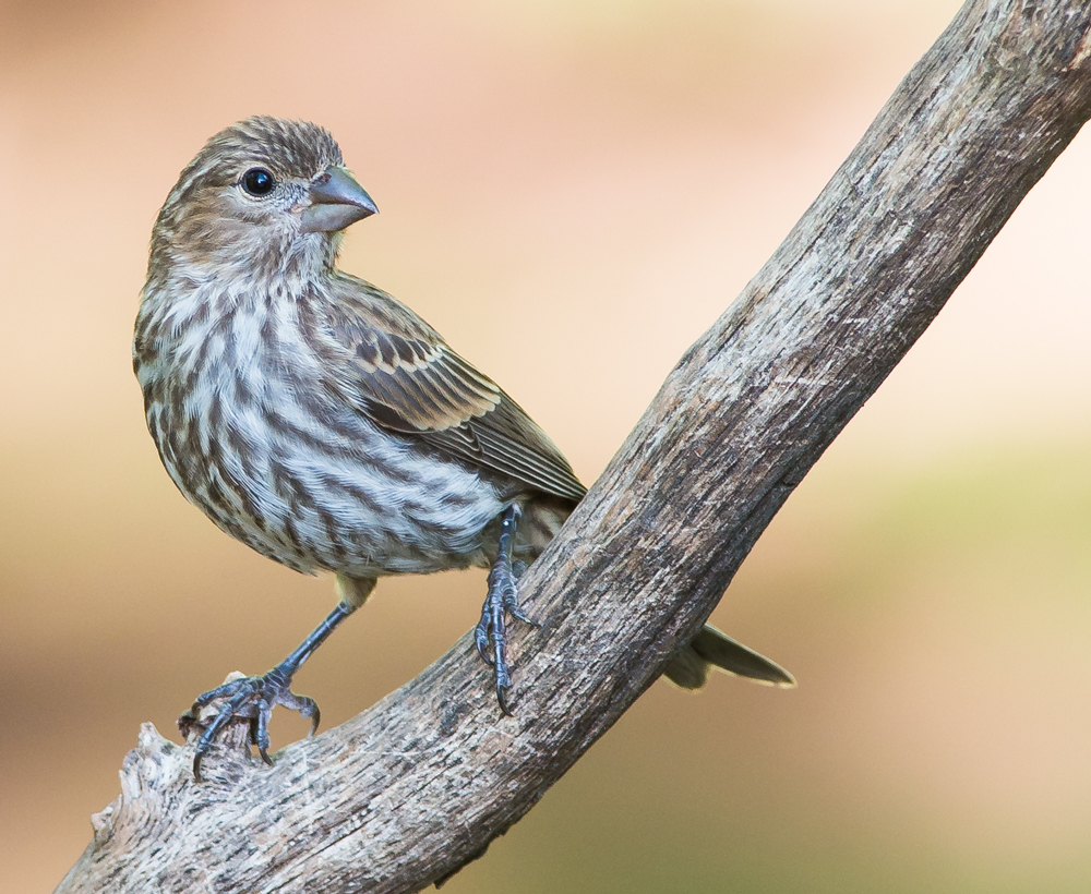 Female House Finch +repost