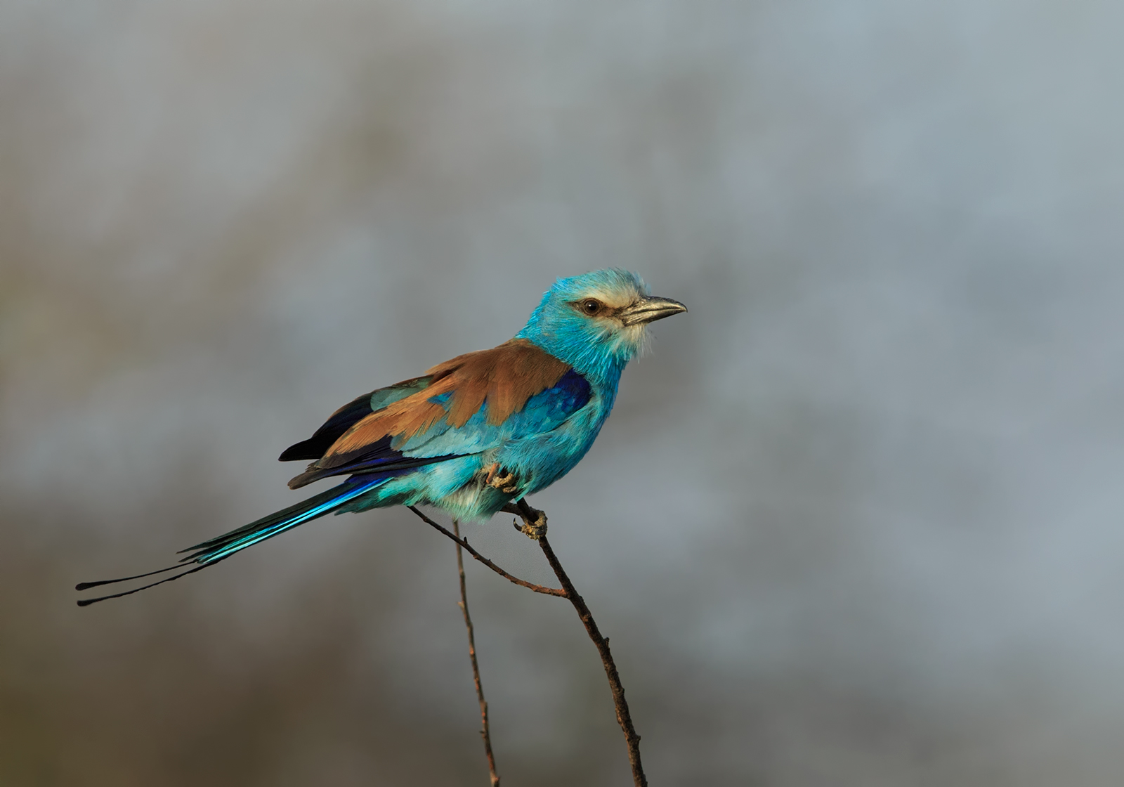 Abyssinian Roller
