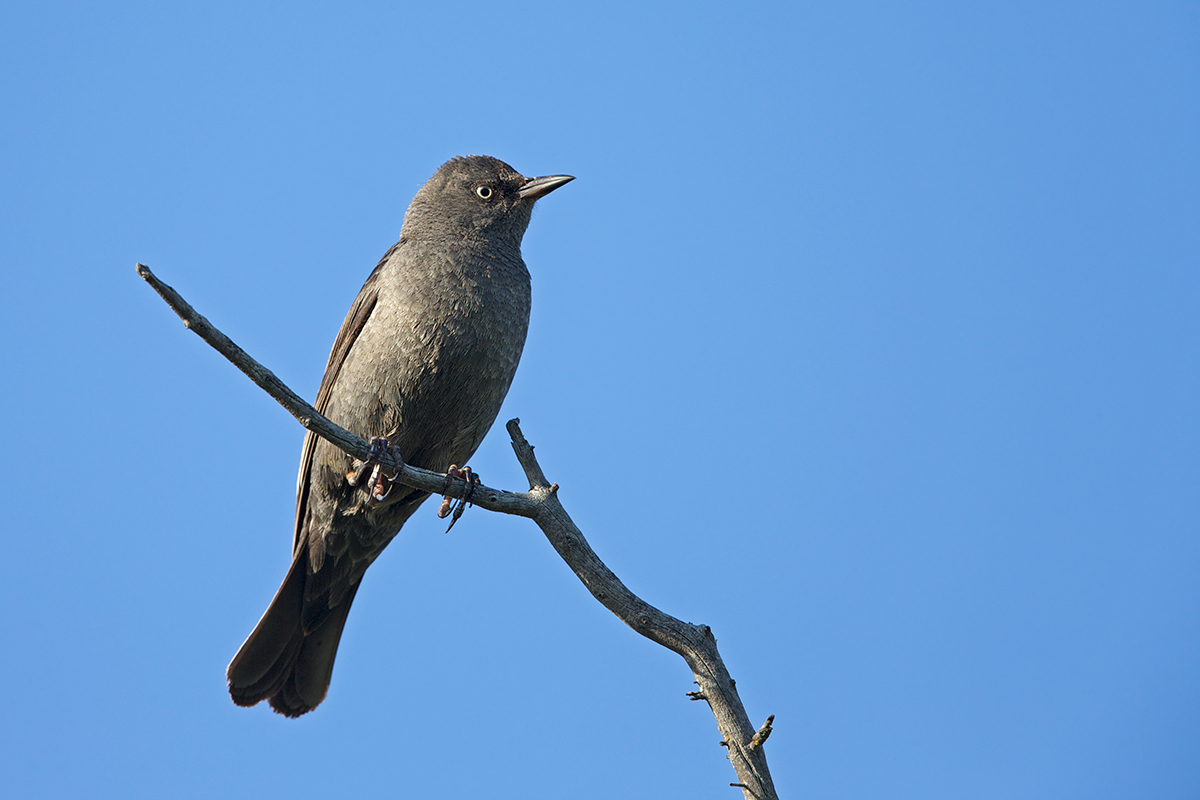 Rusty Blackbird I