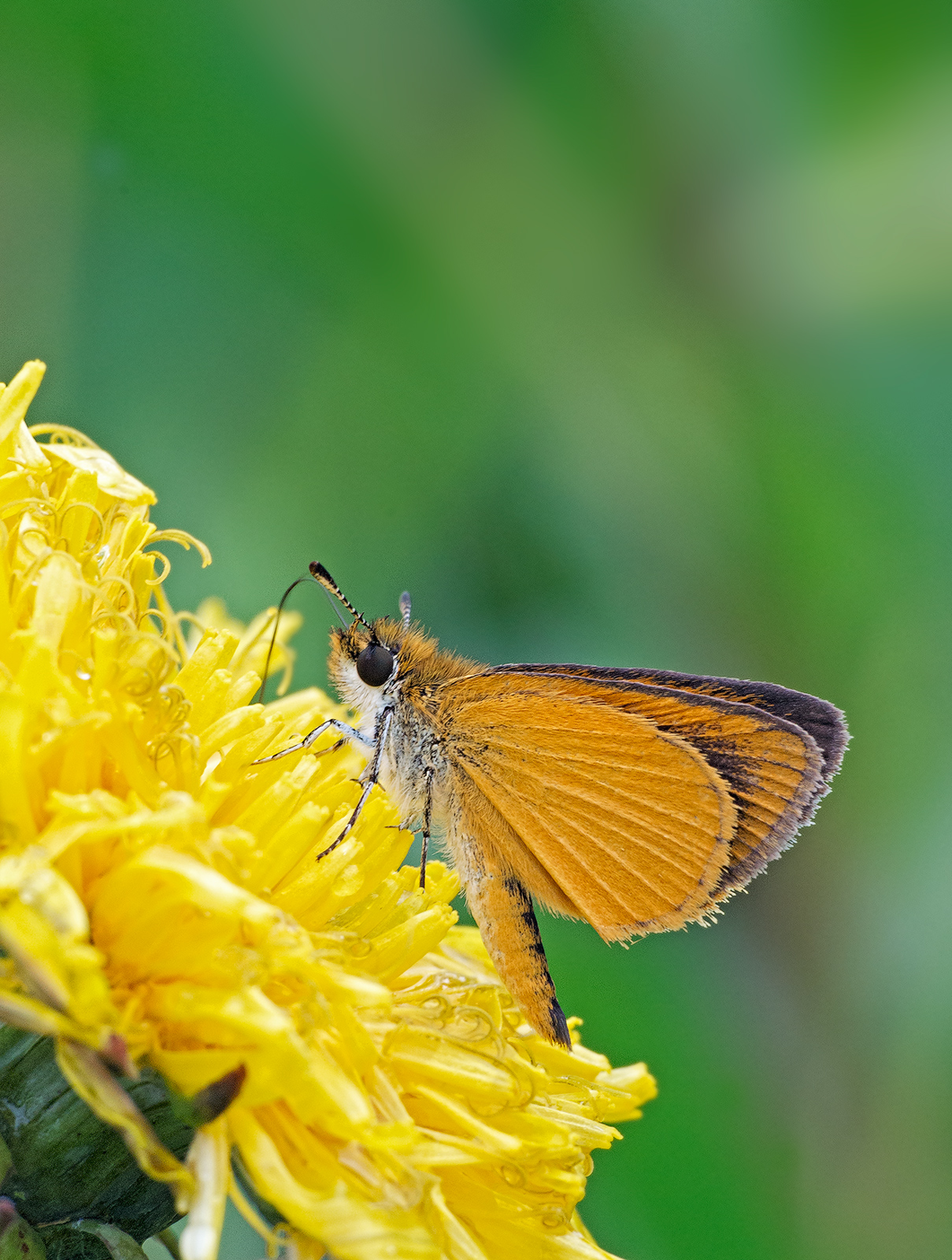 Least Skipper
