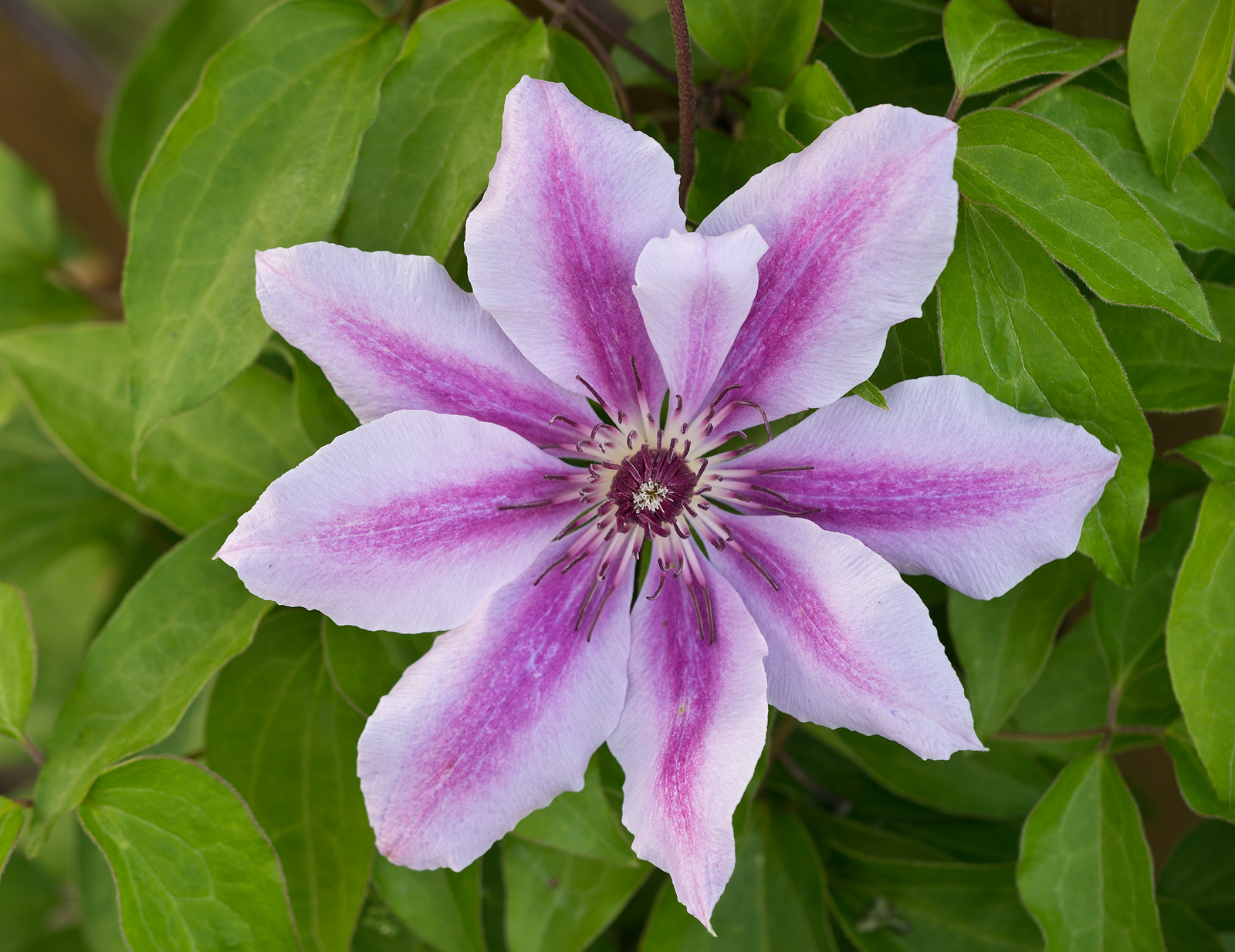First Clematis  2015